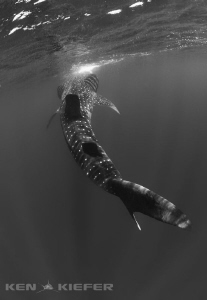 Whale Shark enjoying a little plankton by Ken Kiefer 